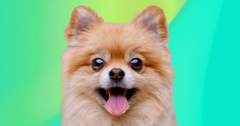 VetSPLY Dog food