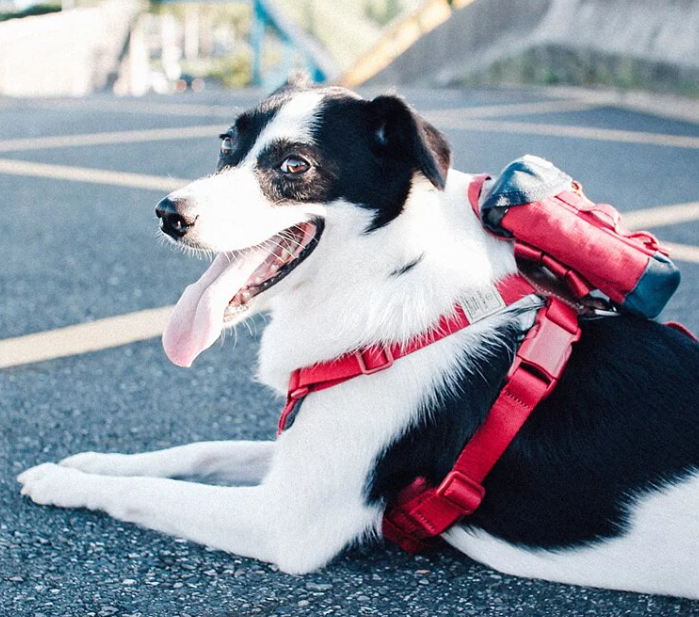 SPUTNIK - Doggy Clean Bag