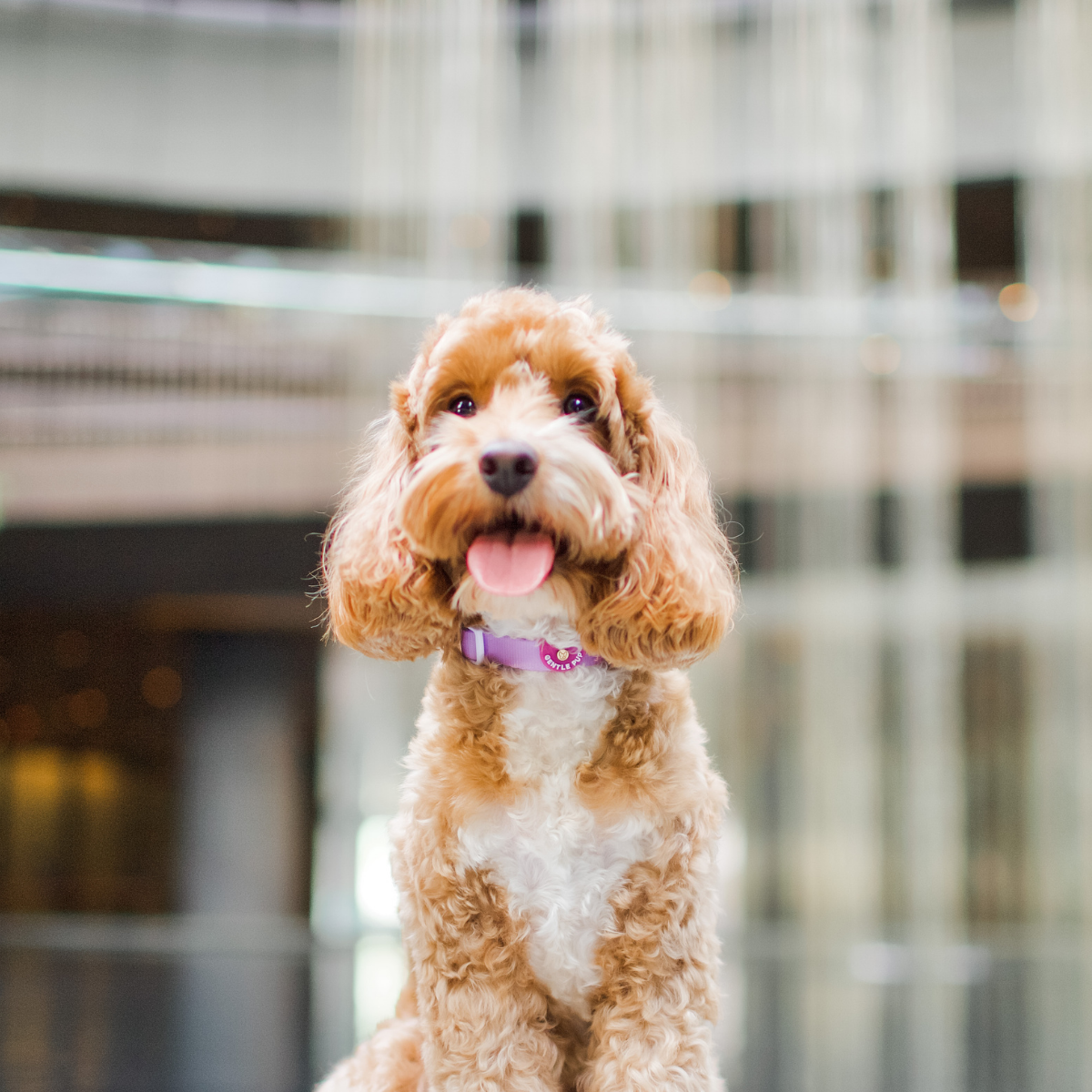 Gentle Pup - Dog Collar - Taro