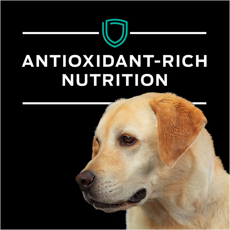 Purina Pro Plan Veterinary Diets | Canine EN Gastroenteric 6lb | Vetopia