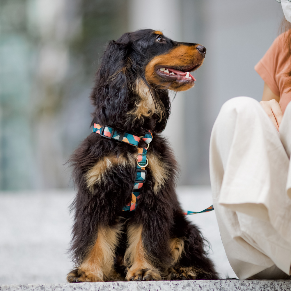 Gentle Pup - Dog Maxi Harness - Razzle Dazzle