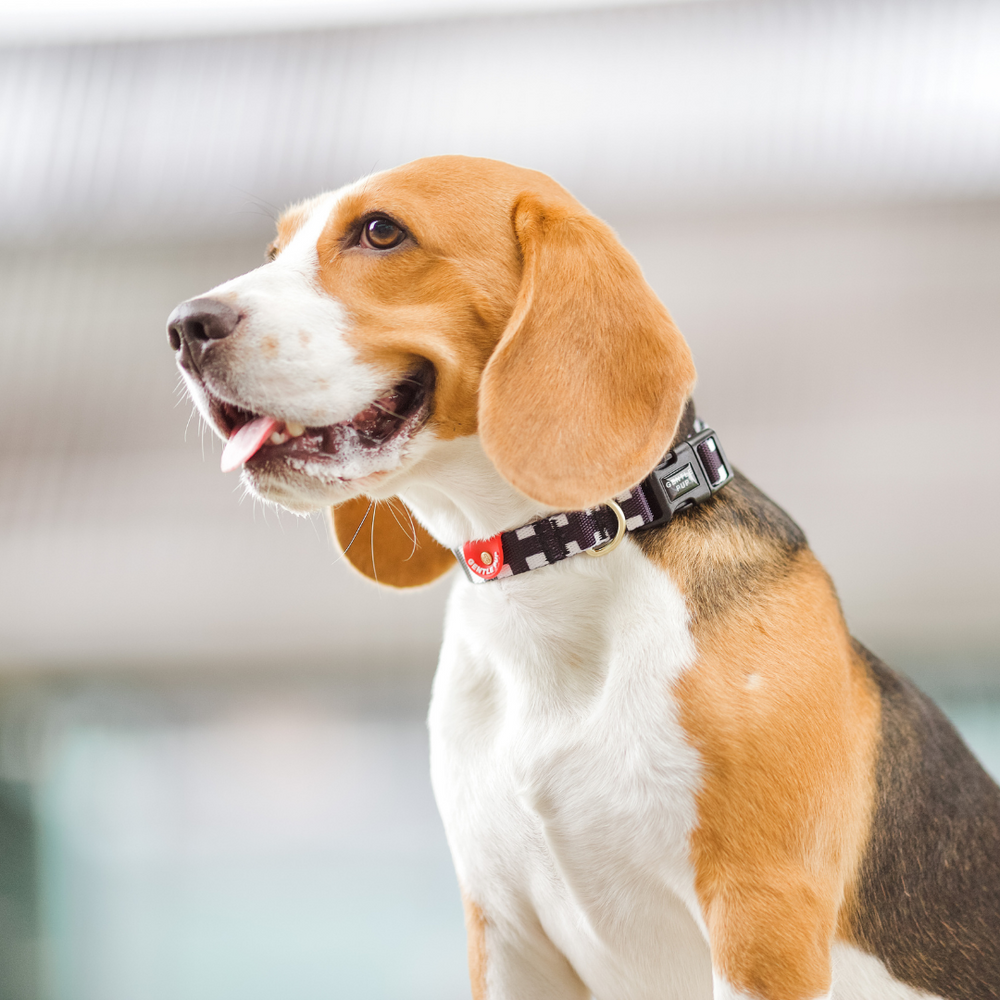 Gentle Pup - Dog Collar - Lucky Lotto