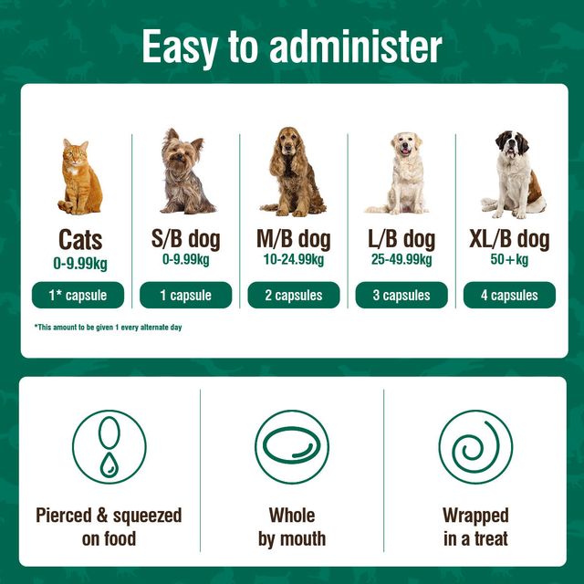Nutravet | Nutracoat For Healthy Skin & Coat | Vetopia