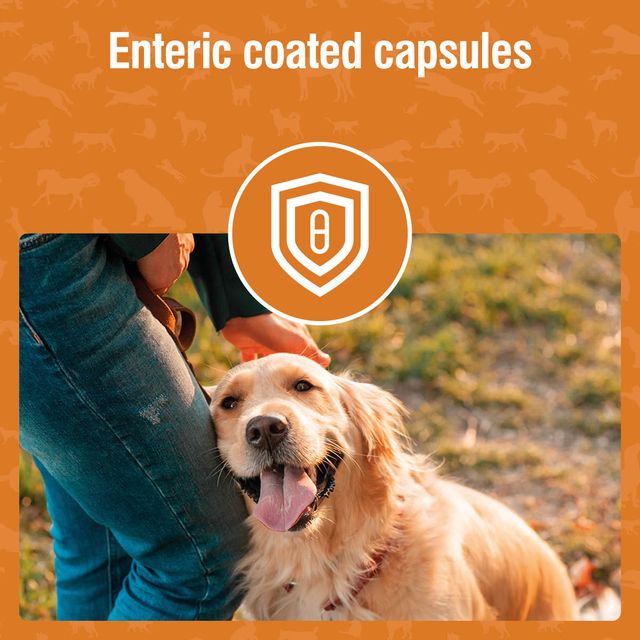 Nutravet - Nutramarin+ (SAMe 100mg Liver Supplement for Dogs & Cats)