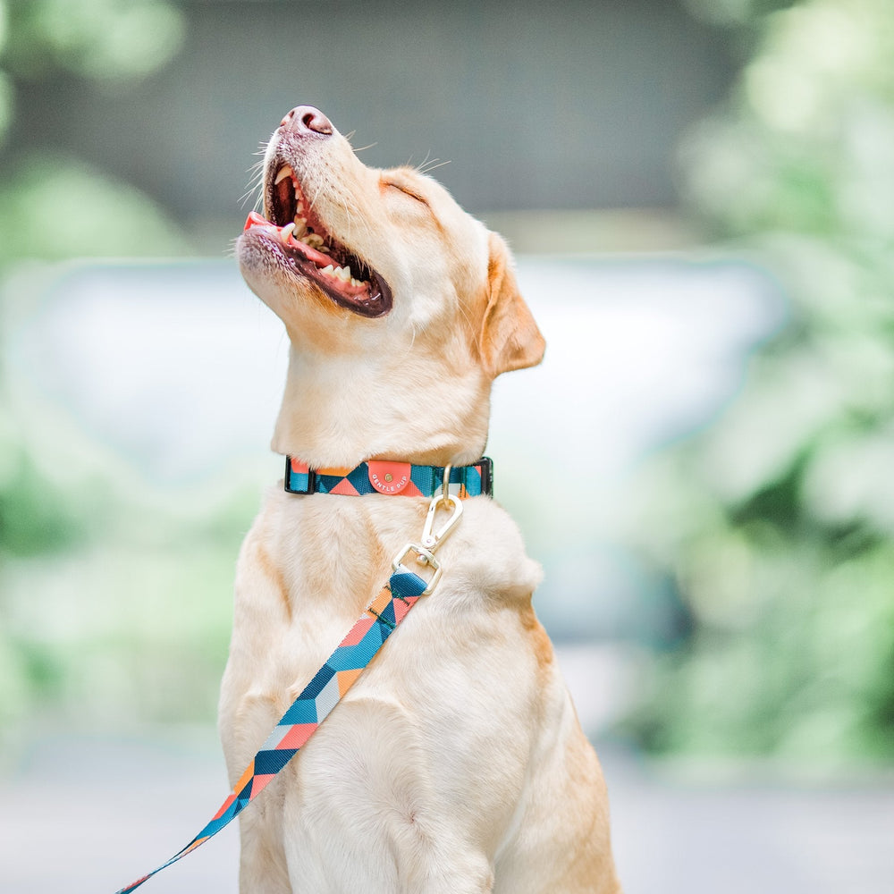 Gentle Pup - Dog Collar - Razzle Dazzle
