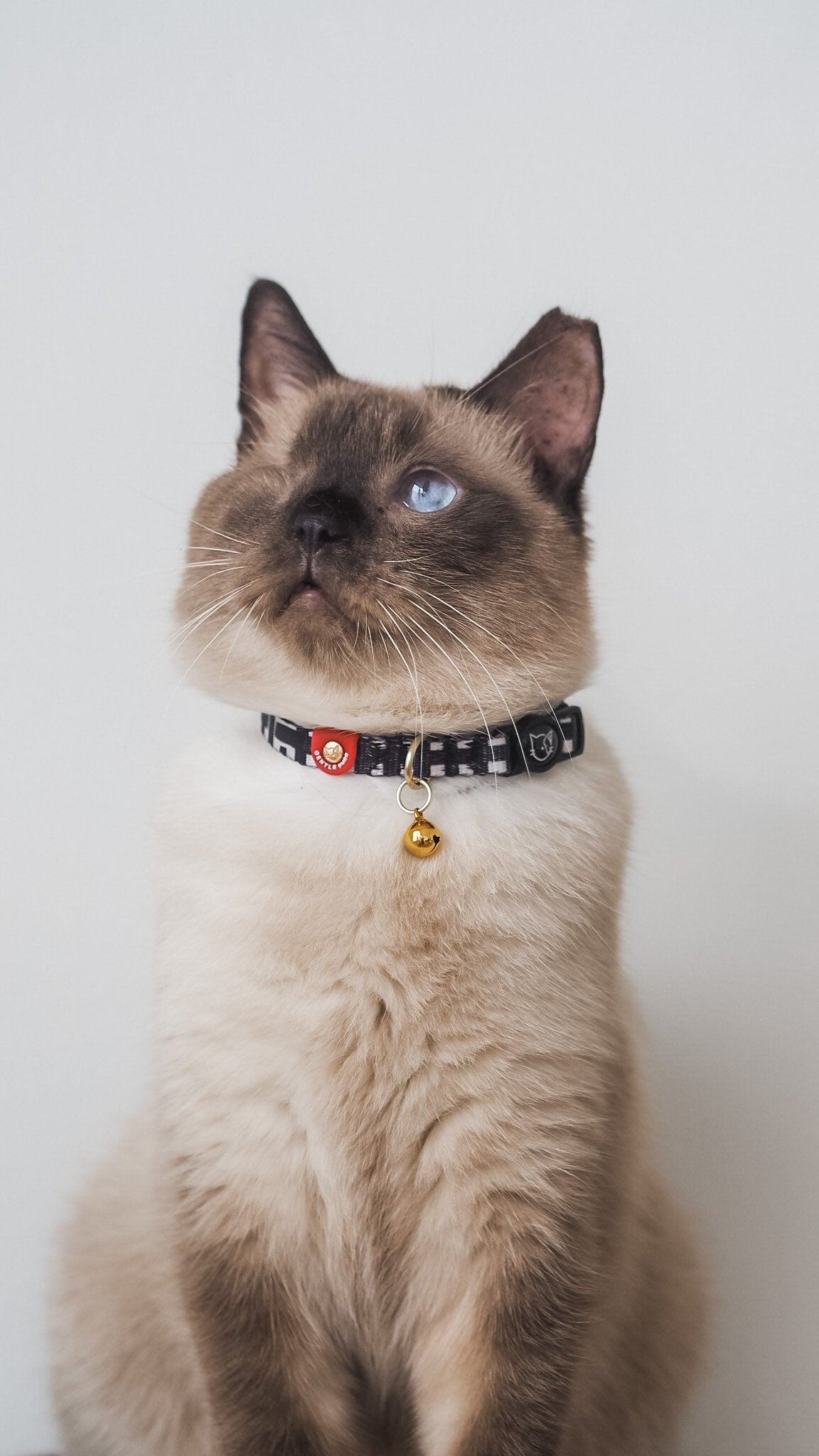 Gentle Pup - Cat Collar - Lucky Lotto