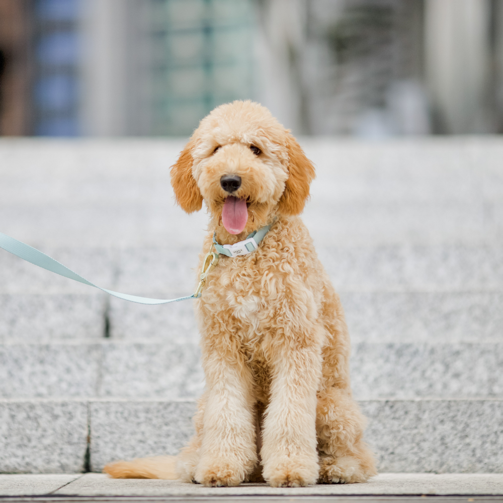 Gentle Pup - Dog Leash - Pistachio